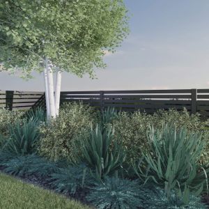Projekt dużej rabaty ogrodowej z brzozą